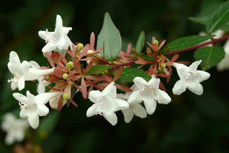Abelia is a semi-evergreen to evergreen shrub prized for its graceful arching habit, glossy foliage, and profusion of fragrant tubular flowers from
