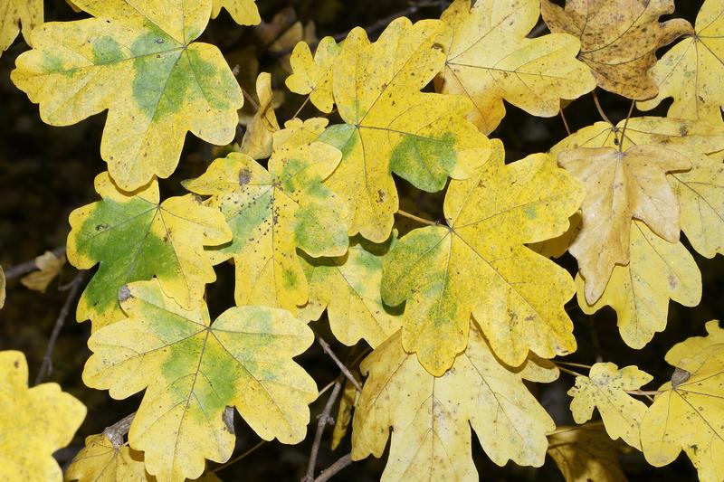 Field Maple is Britain's only native maple, a charming deciduous tree with distinctive lobed leaves that turn golden-yellow in autumn