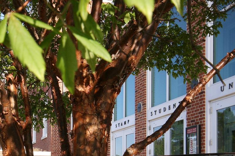 Paperbark Maple (Acer griseum): UK gardeners prize this elegant maple for its outstanding winter interest, trifoliate leaves that turn brilliant