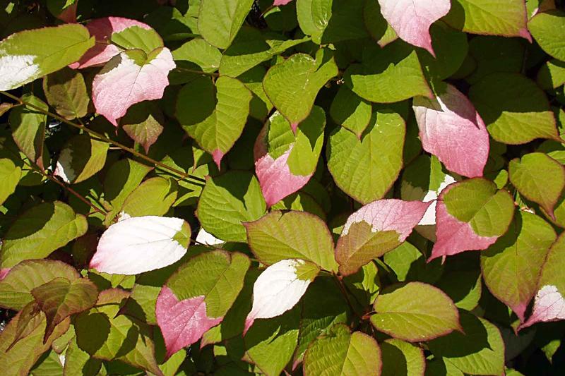 Actinidia kolomikta is a deciduous climbing vine prized for its spectacular variegated foliage, with heart-shaped leaves splashed in pink and white