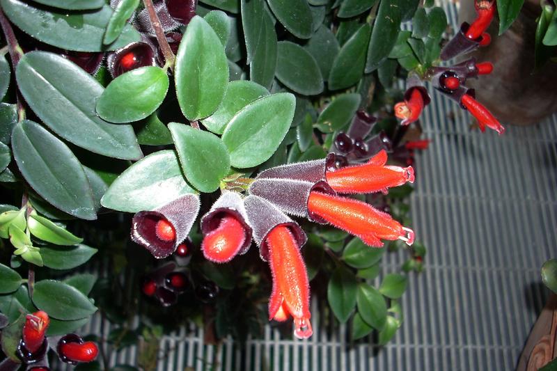 Lipstick Plant (Aeschynanthus radicans): The Lipstick Plant is a stunning trailing houseplant native to the humid forests of Southeast Asia, prized