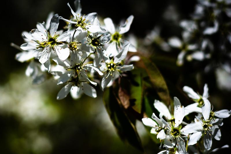 Amelanchier is a small deciduous tree prized for its multi-season interest, producing clouds of white star-shaped flowers in spring, edible