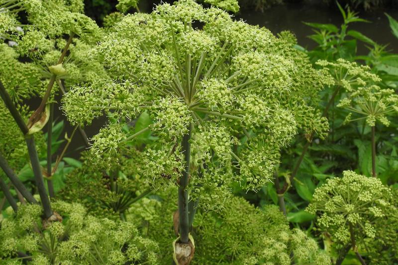 Angelica is a striking biennial herb native to northern Europe, producing tall hollow stems and large umbels of greenish-white flowers in its second