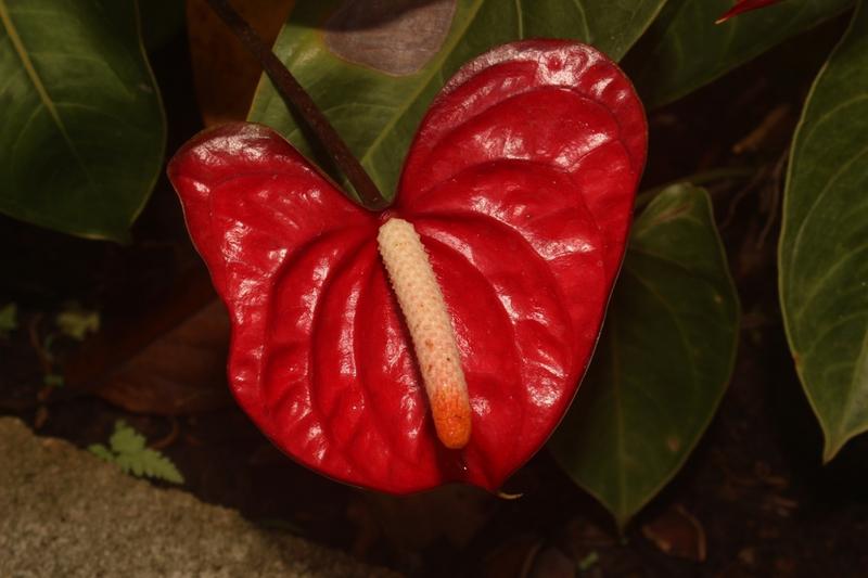 Anthurium is a striking tropical houseplant native to Colombia and Ecuador, prized for its glossy, heart-shaped red spathes and dark green foliage