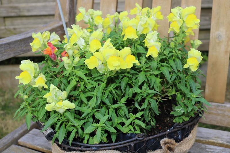 Antirrhinum (Antirrhinum majus): Native to the Mediterranean region, these versatile plants have been cultivated in British gardens since the 16th