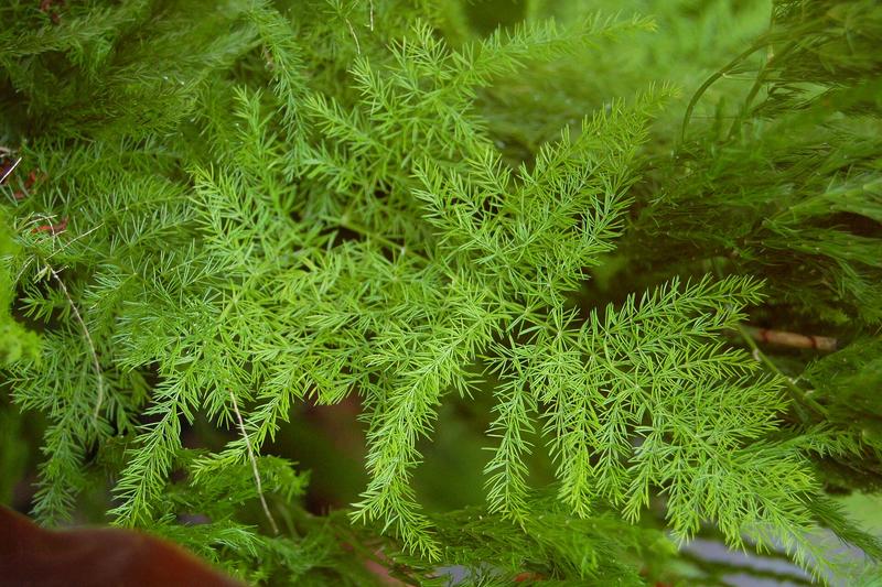 Asparagus Fern is an elegant houseplant native to South Africa, prized for its delicate, feathery foliage that resembles soft green clouds