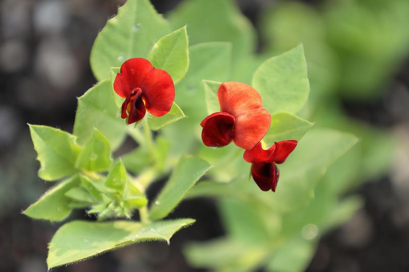 Asparagus pea is a low-growing annual legume producing distinctive four-winged pods with a delicate asparagus-like flavour when harvested young