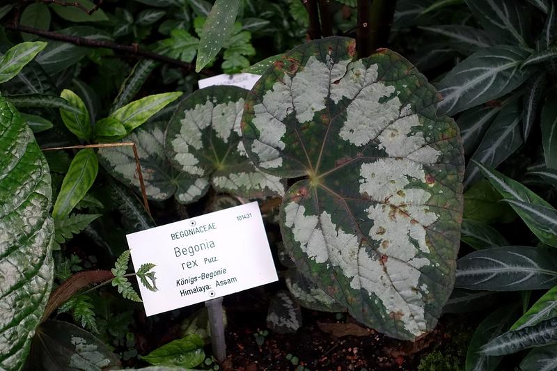 Begonia rex is a stunning foliage houseplant prized for its dramatically patterned leaves in shades of silver, purple, pink, and green