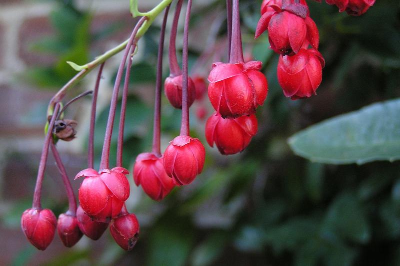 Coral Plant (Berberidopsis corallina): Its glossy, dark green, heart-shaped leaves provide year-round interest, making it a coveted specimen for
