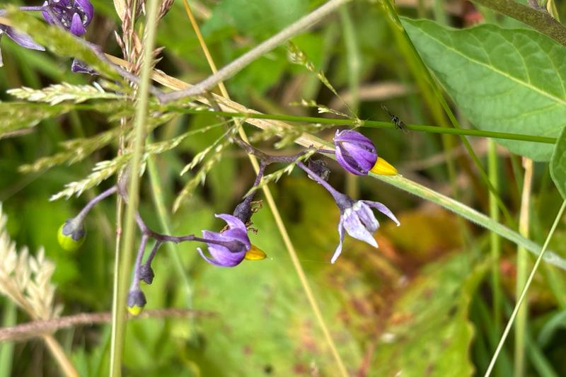 Bittersweet is a native British scrambling perennial with distinctive purple and yellow flowers followed by bright red berries