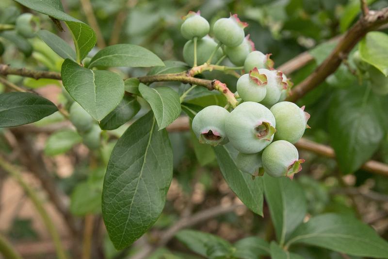Blueberry (Vaccinium corymbosum): Growing 1.2–1.8 metres tall, it produces clusters of white or pale pink bell-shaped flowers in spring, followed by