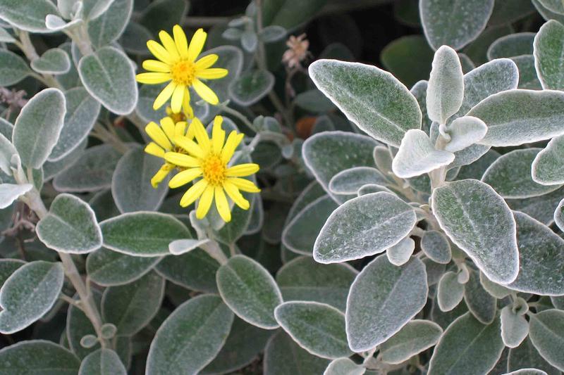 Brachyglottis 'Sunshine' is an evergreen shrub prized for its silvery-grey, felted foliage that brings year-round interest to UK gardens