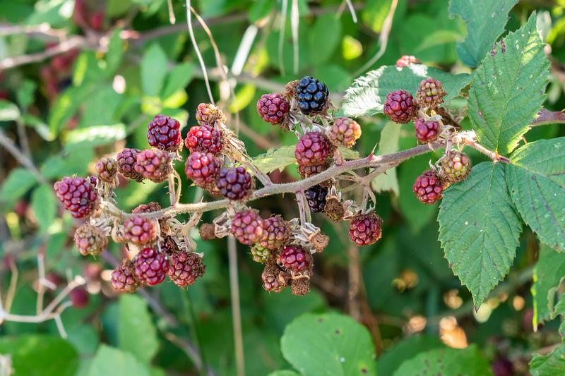 Bramble (Rubus fruticosus) growing in a natural setting