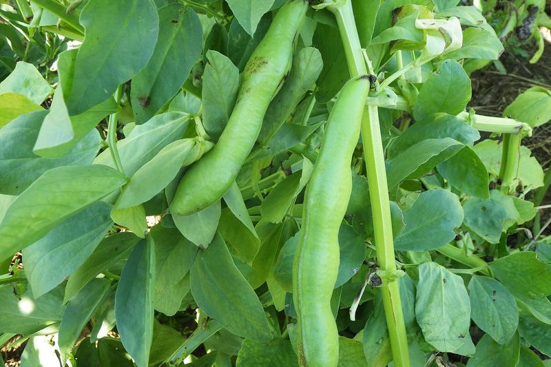 Broad Bean (Vicia faba): Their attractive white flowers with distinctive black markings also fix nitrogen in the soil, improving fertility for
