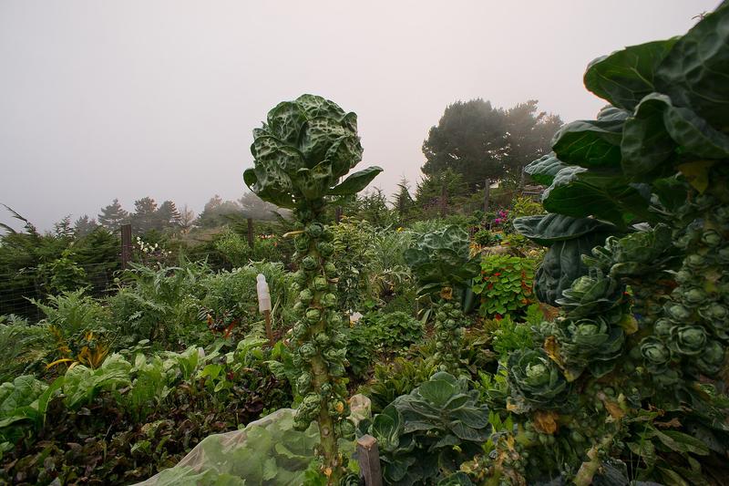 Brussels sprouts are hardy biennial vegetables grown as annuals, producing tight, cabbage-like buds along tall, sturdy stems
