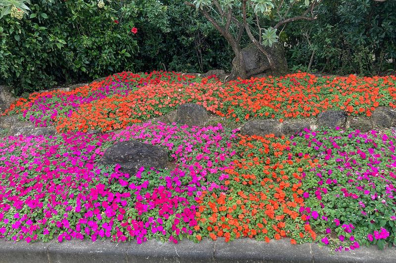 Busy Lizzie (Impatiens walleriana): Native to East Africa, this compact bedding plant produces masses of flat, five-petalled flowers in shades of