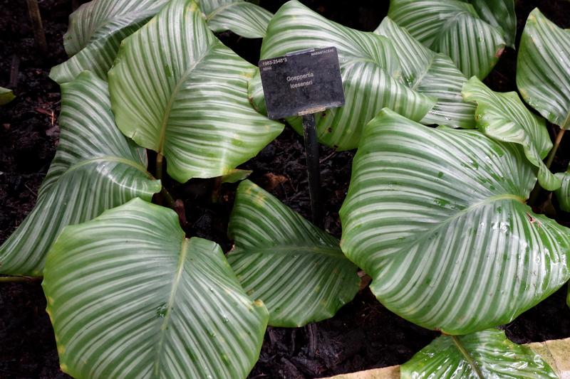 Calathea, now botanically classified as Goeppertia, is a stunning tropical houseplant prized for its ornate foliage featuring intricate patterns