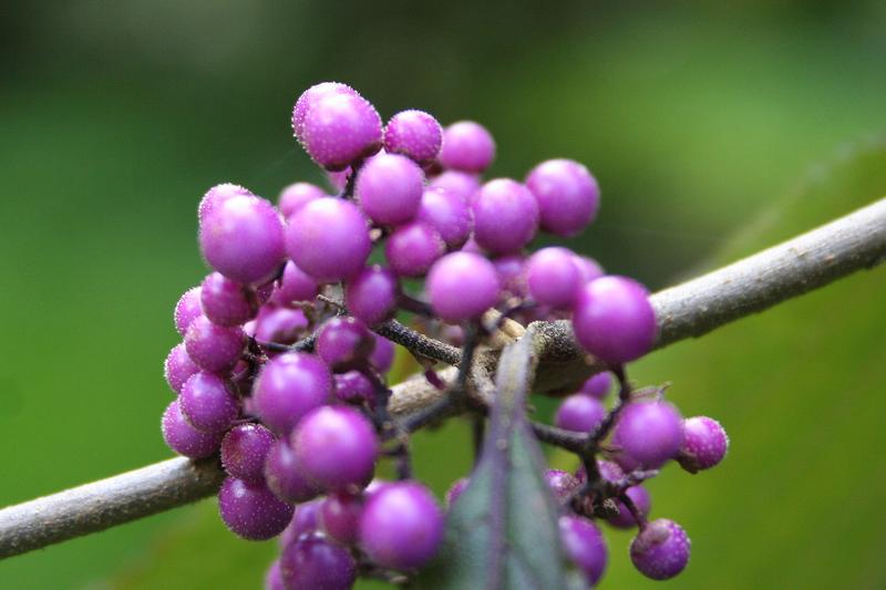 Callicarpa bodinieri is a deciduous shrub native to China, prized in UK gardens for its spectacular display of metallic violet berries that persist