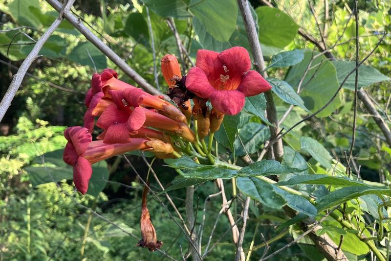 Trumpet Vine is a vigorous deciduous climber native to the southeastern United States, prized for its spectacular clusters of orange-red