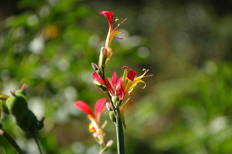 Canna is a bold, tropical-looking perennial grown from rhizomes, prized for its large paddle-shaped leaves and vibrant flower spikes in shades of