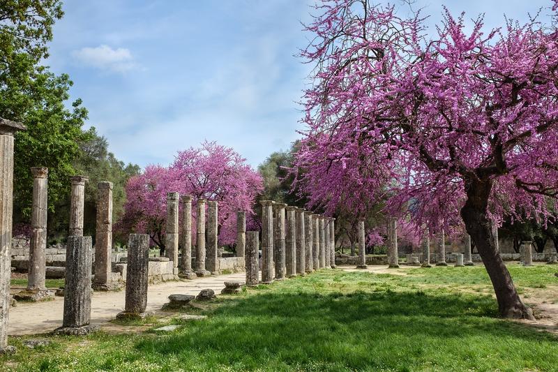 Cercis (Cercis siliquastrum): In spring, before the leaves emerge, the bare branches are smothered in clusters of vibrant magenta-pink pea-like