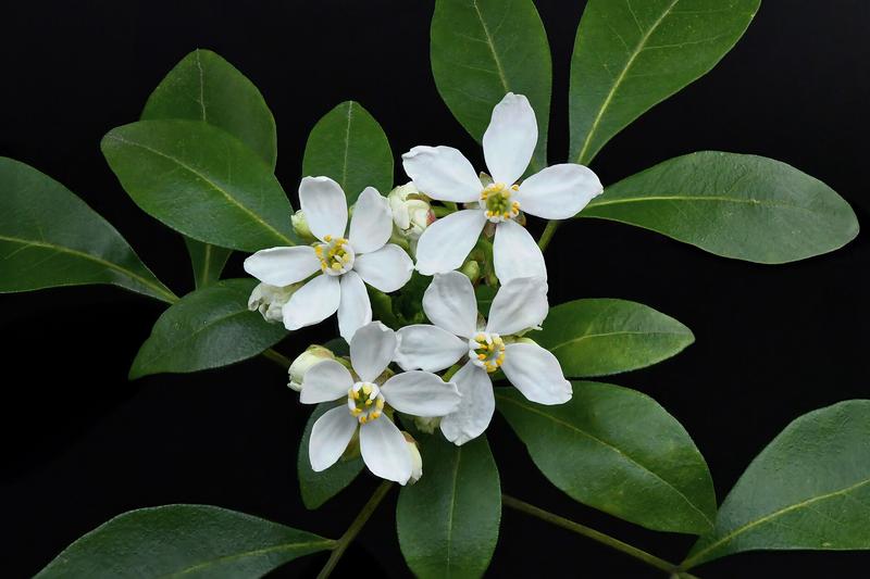 Choisya is an evergreen shrub native to Mexico, prized in British gardens for its glossy, aromatic foliage and clusters of fragrant white flowers in