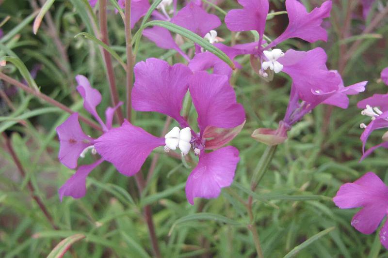 Clarkia is a charming hardy annual native to western North America, prized for its delicate, frilly flowers in shades of pink, magenta, and white