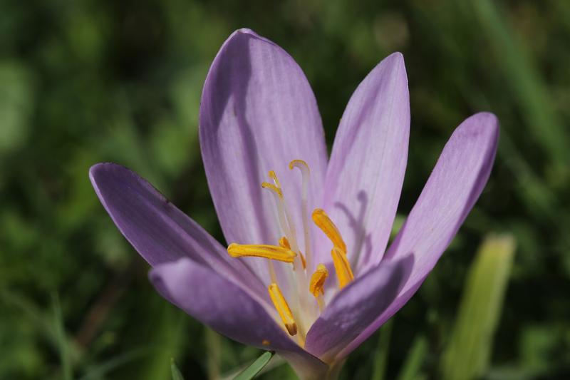 Autumn Crocus is a charming bulbous perennial native to Europe, including parts of the British Isles, producing goblet-shaped pink-purple flowers in