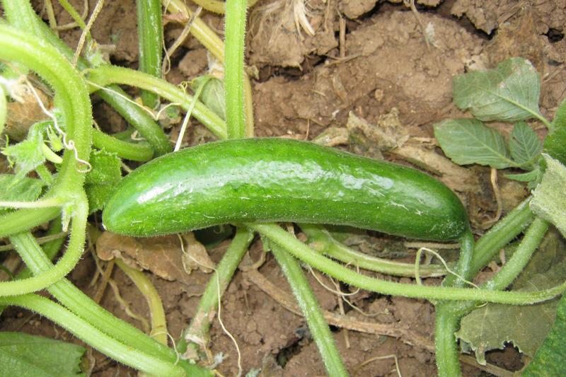 Cucumber (Cucumis sativus): The vigorous climbing or trailing plants produce large, rough leaves and yellow flowers followed by cylindrical green