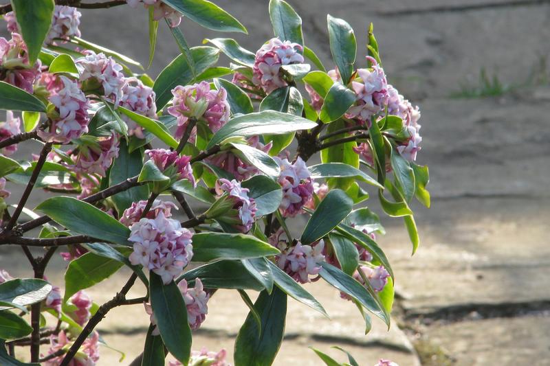 Daphne odora is a compact evergreen shrub prized for its intensely fragrant pink or white flowers that appear in late winter and early spring