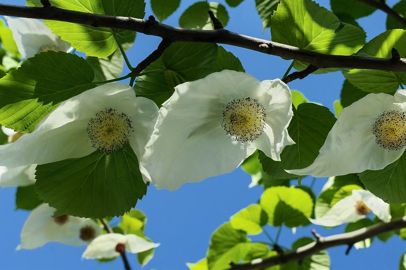 Handkerchief Tree (Davidia involucrata): The Handkerchief Tree is a stunning deciduous tree native to China, renowned for its extraordinary white