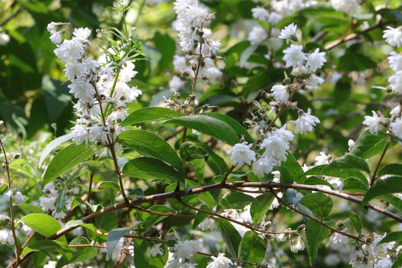 Deutzia is a deciduous flowering shrub native to Japan and China, prized for its profusion of white or pink-tinged blooms in late spring and early