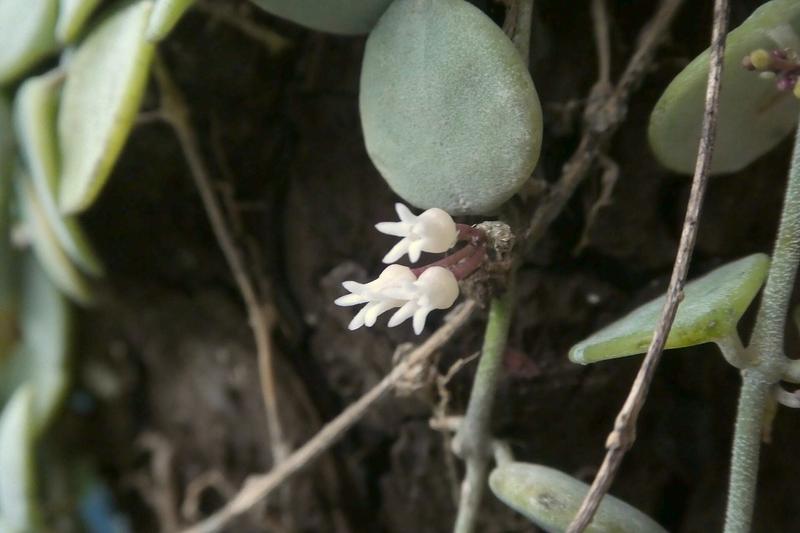 Dischidia nummularia is a charming trailing houseplant native to tropical regions of Southeast Asia and Australia, prized for its cascading stems