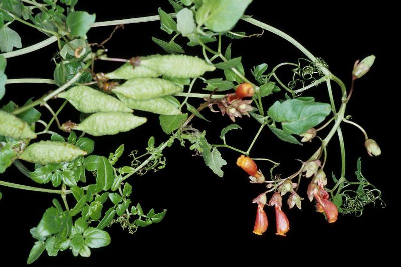 Eccremocarpus is a vigorous, fast-growing climber native to Chile, prized for its tubular orange, red, or yellow flowers that bloom profusely from