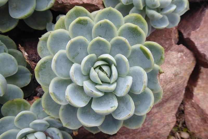 Echeveria elegans is a stunning succulent forming perfect rosettes of pale blue-green, fleshy leaves with a powdery coating