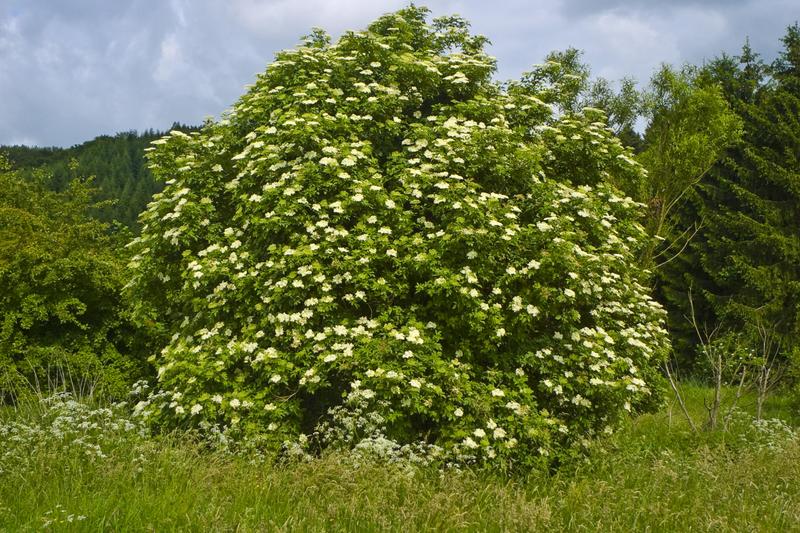 Elder is a fast-growing deciduous shrub or small tree native to the UK, reaching 6 metres tall with pinnate leaves and clusters of creamy-white