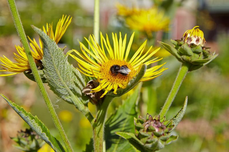 Elecampane is a striking herbaceous perennial native to Europe and Asia, forming bold clumps of large, velvety leaves and tall stems topped with
