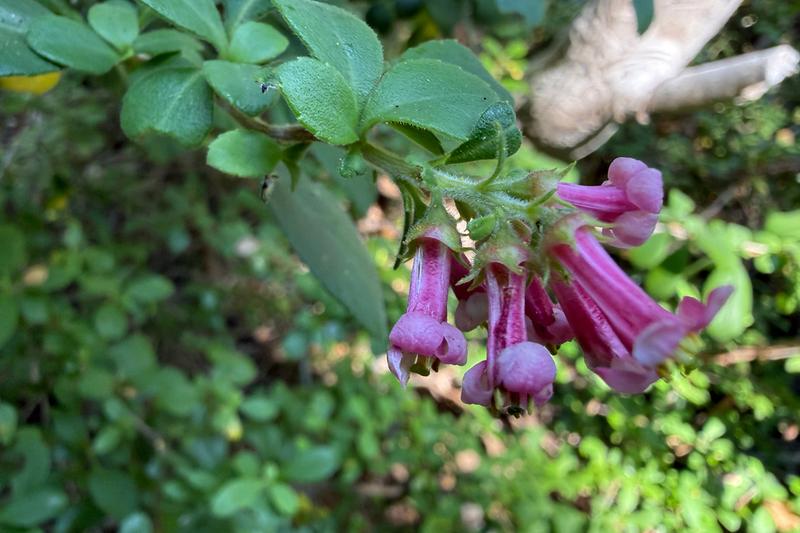 Escallonia is an evergreen shrub native to South America, prized in British gardens for its glossy foliage and profusion of tubular pink to red