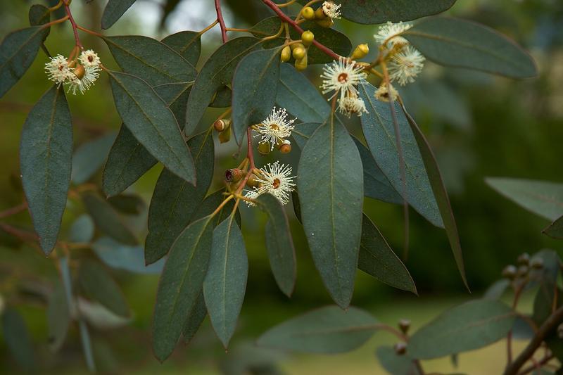 Eucalyptus gunnii, commonly known as cider gum, is a fast-growing evergreen tree native to Tasmania, prized in UK gardens for its attractive