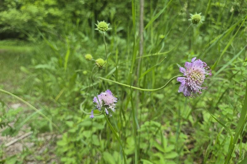 Field Scabious is a charming native British wildflower producing lilac-blue pincushion flowers from June to September atop slender stems reaching
