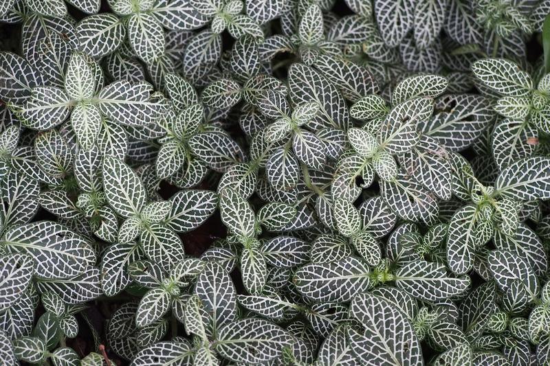 Fittonia is a striking tropical houseplant native to the rainforests of South America, prized for its intricately veined foliage in shades of white