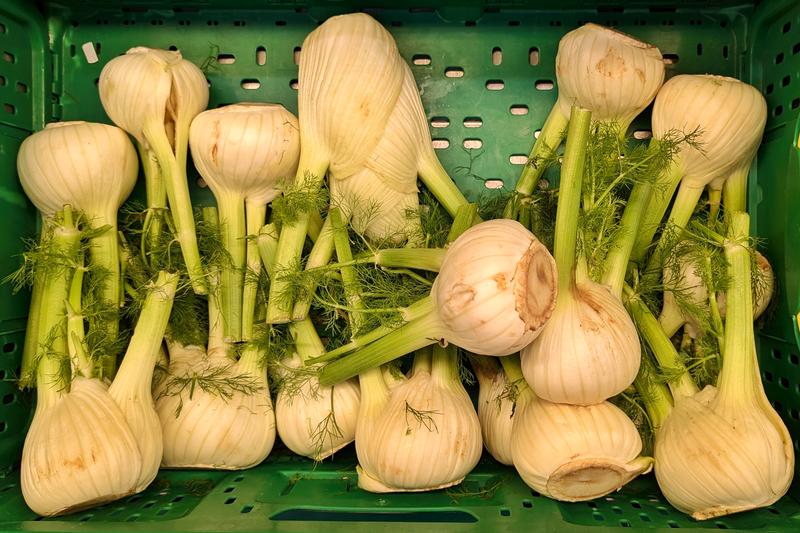 Florence fennel is a distinctive annual vegetable prized for its swollen, bulb-like stem base with a crisp texture and sweet anise flavour