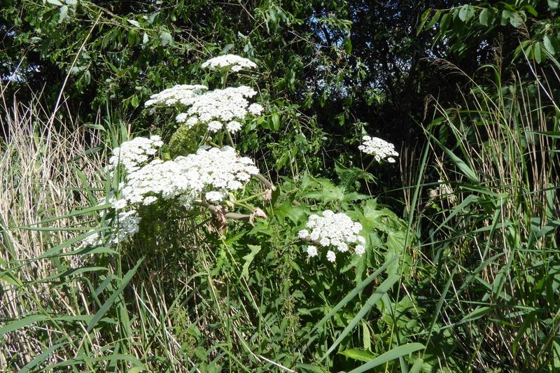 Giant Hogweed (Heracleum mantegazzianum) growing in a natural setting