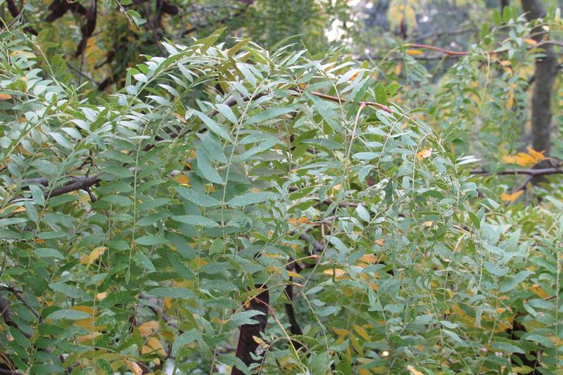 Honey Locust is a fast-growing deciduous tree native to North America, prized in UK gardens for its elegant, fern-like foliage and graceful
