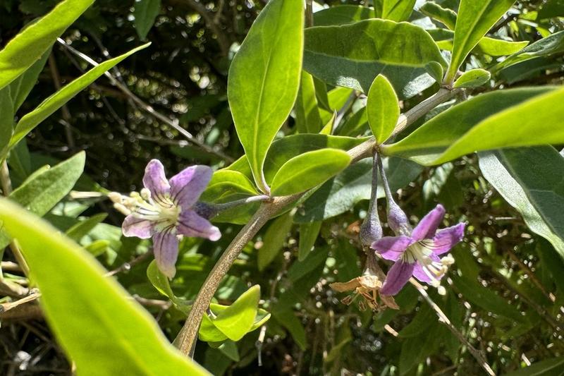 Goji Berry is a deciduous shrub native to China, producing bright red, nutrient-rich berries prized for their health benefits