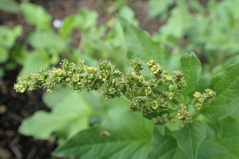 Good King Henry (Blitum bonus-henricus): UK gardeners value it as a low-maintenance, early-season green that returns year after year, providing