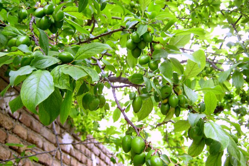 Greengage is a sweet, aromatic plum variety prized for its honey-flavoured, greenish-yellow fruit and delicate texture
