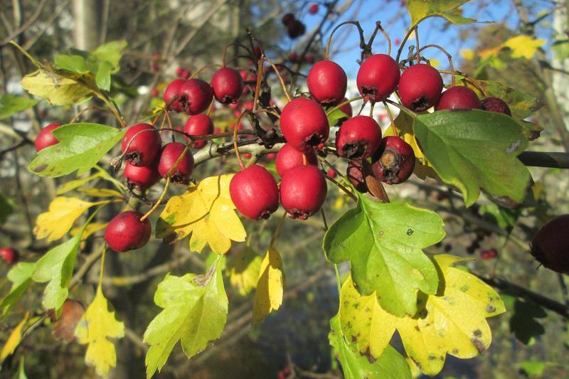 Hawthorn is a deciduous native British tree renowned for its frothy white May blossom, thorny branches, and bright red autumn berries