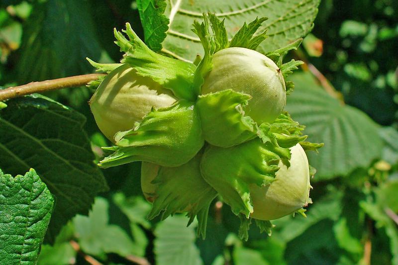 Hazel (Corylus avellana): Growing 4–6 metres tall, it produces dangling yellow catkins in late winter followed by clusters of hazelnuts in autumn