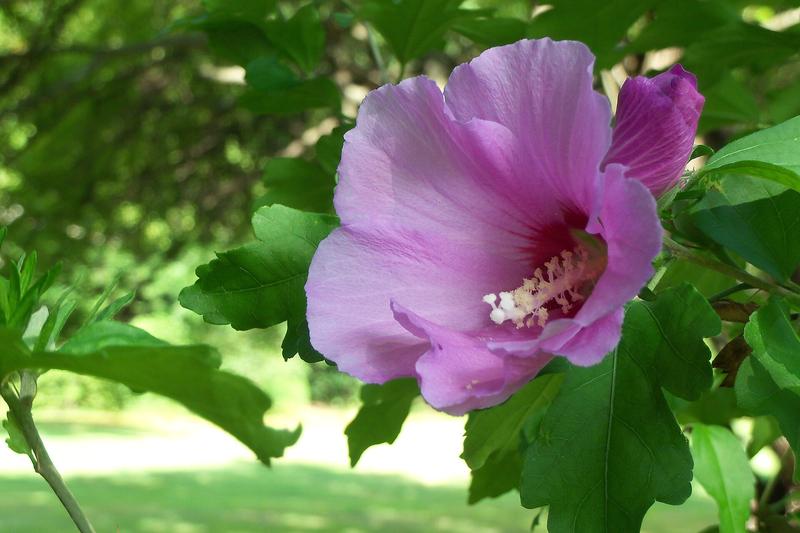 Hibiscus (Hibiscus syriacus): The trumpet-shaped flowers, ranging from white and pink to blue and purple, can reach 7–10 cm across and provide